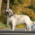 Lire la suite à propos de l’article Chien Golden retriever: la maladie dermatologique héréditaire