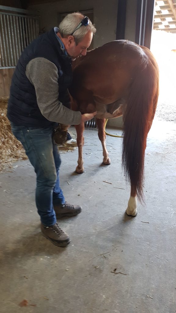 osteopathie-equine