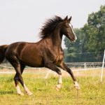 Lire la suite à propos de l’article Cheval: ostéopathie équine, découvrir et comprendre