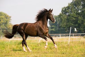 Cheval_galop_osteopathie